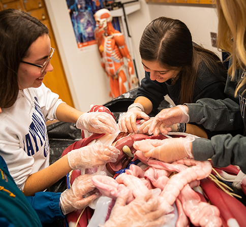 Photo of undergraduates in a syndaver lab.  Four students are examining the abdominal organs of the syndaver.