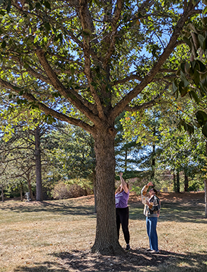 Participants making observations of their tree.